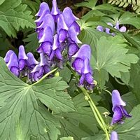 トリカブト,六甲高山植物園の画像