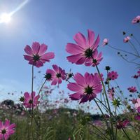 コスモス,散歩,おでかけ先,清瀬金山緑地公園の画像