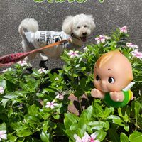 シュウメイギク,ニチニチソウ,フジバカマ,金木犀,メランポジウムの画像