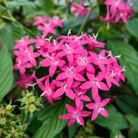 ペンタス,ペンタス,公園,花壇の画像