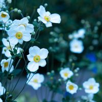 桔梗,秋明菊,金木犀の花,秋明菊　白,神戸布引ハーブ園の画像