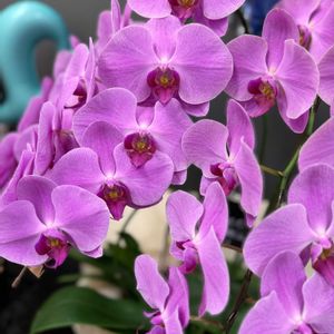 胡蝶蘭,鮮やか ,カラフル,紫色の花,亜熱帯植物の画像