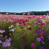 コスモス,国営越後丘陵公園の画像