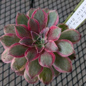 多肉植物,葉挿し,多肉寄せ植え,実生苗,葉挿し苗の画像