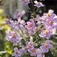 クサボタン,シュウメイギク,秋明菊,ツリバナ,フジアザミ。の画像