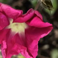 アサガオ,朝顔,あさがお,素敵な出会いに感謝,今日も元気での画像