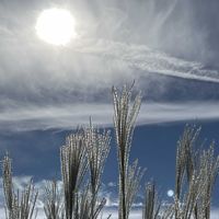 ススキ,青空,青空の下,青空に映える,素敵な出会いに感謝の画像