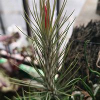 チランジア,チランジア,チランジア,チランジア,観葉植物の画像