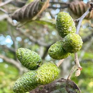 トマト,トマト,ハンノキ,ケヤマハンノキ,ケヤマハンノキの画像