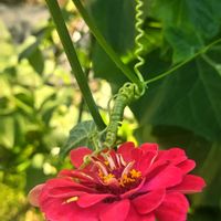 ハヤトウリ,放置栽培,自然にお任せ,嬉しい開花の画像