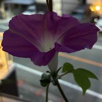 アサガオ,朝顔,アサガオ♡,うなじショット, アサガオの画像