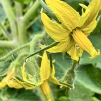 トマト,ミニトマト（アイコ）,トマトの花, 中玉トマト,我が家の庭の画像
