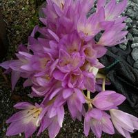 コルチカム,コルチカム,シュウメイギク,ミセバヤ,花のある暮らしの画像