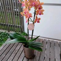 ミニトマト,スウェーデンアイビー,ギンリュウ,ミディ胡蝶蘭　パプリカ,ジュズサンゴ　絣の画像