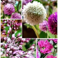 切り花,花のある暮らし,優しい時間,リビング・ダイニングの画像