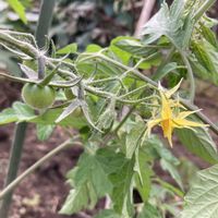 カリン,ミニトマト,アキノノゲシ,ガガイモ   スタペリア　ヒルスタ,花のある暮らしの画像