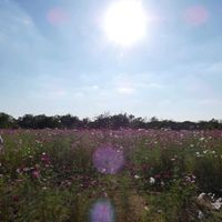 コスモス,コスモス,土曜日は お空の発表会,Juneの会,秘密の花園♡の画像