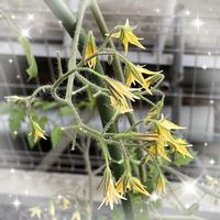 トマト,フウセンカズラ,ミニトマト,ピーマン,お花大好き♡の画像