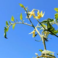 トマト,青空,今日のお花,いつも笑顔で〜〜♡,土曜はお空の発表会の画像