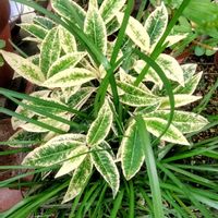 万両,庭の花,花のある暮らし,植物大好き,人に優しくの画像