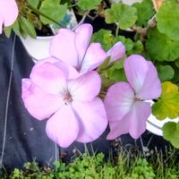 ゼラニウム,ルドベキア タカオ,ギョリュウバイ,ギョリュウバイ,花のある暮らしの画像