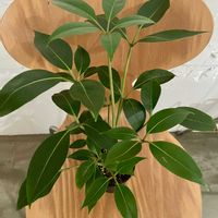 ツピタンサス,観葉植物,植欲の秋,キキ　ツピタンサスの画像