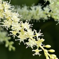 オカワカメ,オカワカメ,アカザカズラ,アカザカズラ,花束の画像