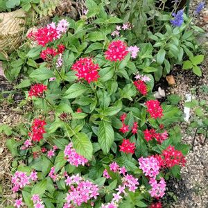 グレビレアロビンゴードン,薔薇しのぶれど,グレビレアピーチ&クリーム,鉢植え,地植えの画像