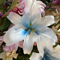 カサブランカ,白い花,青みピンクの画像