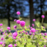 シュウメイギク,センニチコウ,宿根フロックス,ありがとう♡,感謝♡の画像
