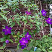シコンノボタンの画像