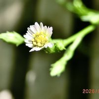 メダカ ビオトープ,花言葉,山野草,花のある暮らし,われら17年組の画像