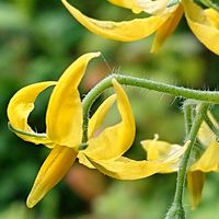 トマト,ミニトマト,ミニトマトの花,今日のお花,小さな庭の画像