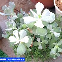 銀波錦,白粉,コチレドン属,植物男子ベランダー,銀波錦 コチレドンの画像
