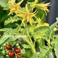 ミニトマト,トマトの花,トマトの花,ビタミンカラー,美味しいの画像