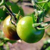 トマト,トマト,ミニトマト,今日のお花,家庭菜園の画像