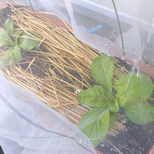 白菜,種まき,オレンジクイン,無農薬 無化学肥料栽培,種から育ててみませんかの画像