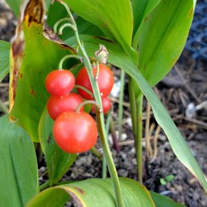 地植え,❤️いいね、ありがとう,お花だい好き,ゴミステーション脇,北海道の北の画像
