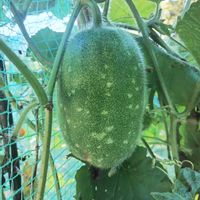 冬瓜,トウガン,ガーデニング,ネコ好き,夏野菜の画像
