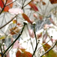ハナミズキ,ハナミズキの蕾,ハナミズキの紅葉の画像
