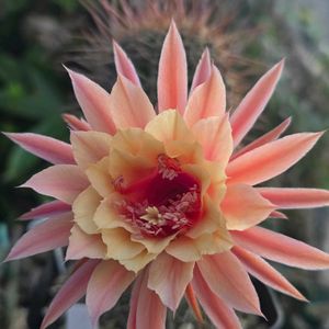 サボテン,花サボテン,多肉植物,サボテンの花,花のある暮らしの画像