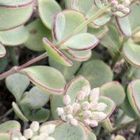 ミセバヤ,鉢植えの画像