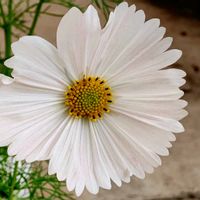観葉植物,はなはな,花のある暮らし,花の写真,花のある生活の画像