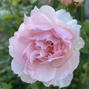 クィーンエリザベス,ダフネ,ライラックローズ,薔薇ウェッドウッズローズ,鉢植えの画像