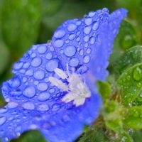 アメリカンブルー,雨粒,青い花マニア,美しく青きドヨウ,チーム・ブルーの画像