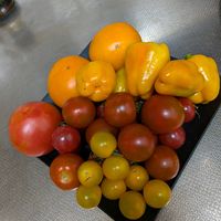 トマト,花のある暮らし,姫路城,今日のお花,花いろいろの画像