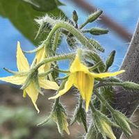 トマト,花のある暮らし,今日のお花,キュンキュン乙女倶楽部,手を繋ごうの画像