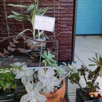 観葉植物,ガーデニング,多肉棚,多肉植物とサボテン,タニパトの画像