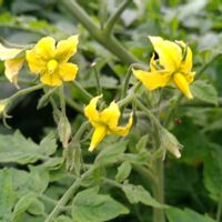 トマト,ブラックチェリートマト,小さな花,ビタミンカラー,花のある暮らしの画像