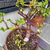 花月,金のなる木,観察,多肉植物,グリーンの画像